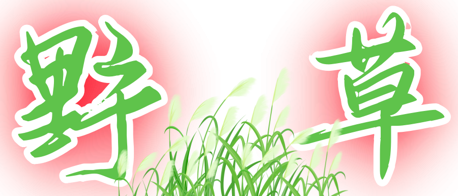 野草AI学习-副业网赚项目-自媒体运营-AI创作提示词-短视频玩法-AI技能提升